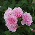 Romantic Siluetta