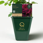 Black Baccara