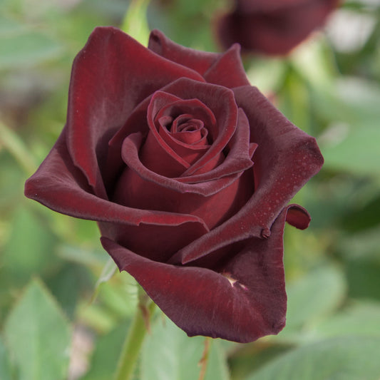 Black Baccara (rod)