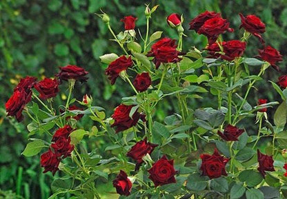 Black Baccara (wortel)