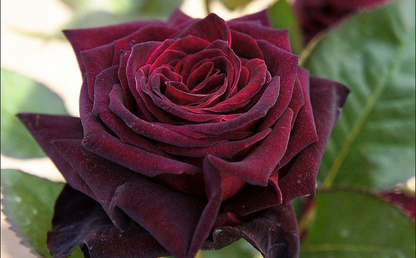 Black Baccara (wortel)