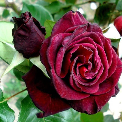 Black Baccara (wortel)