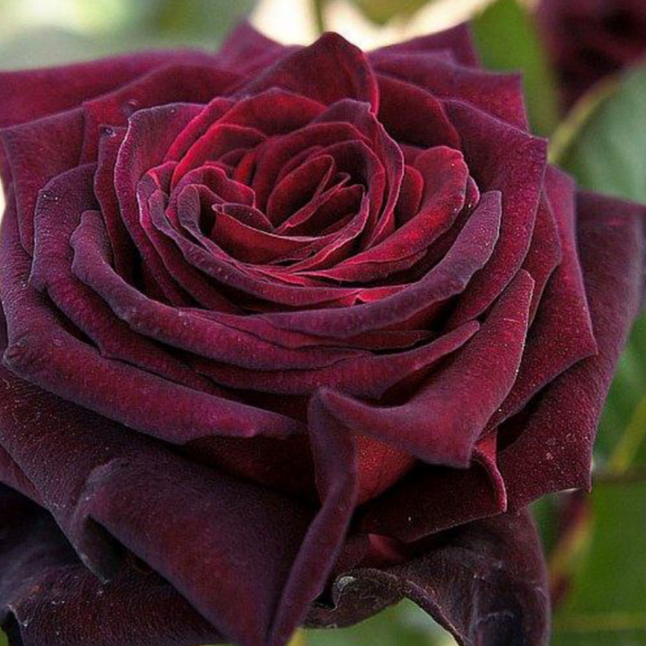 Black Baccara