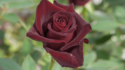 Black Baccara Bare root