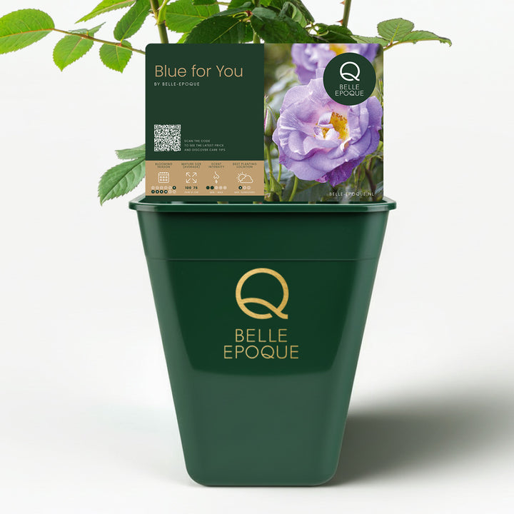 <tc>Blue for You</tc>