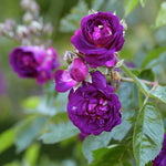 Blau Magenta