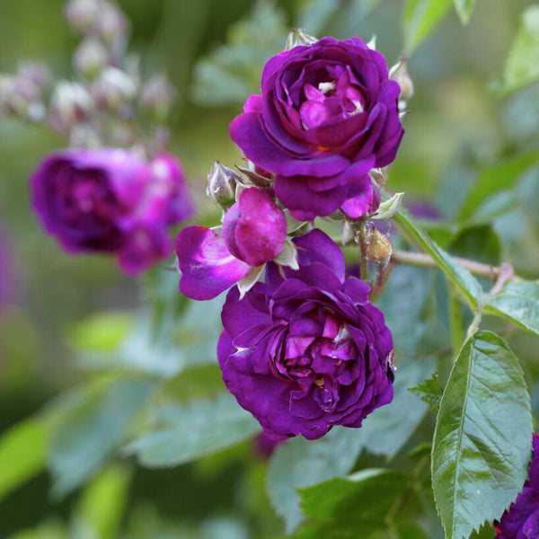 Blau Magenta