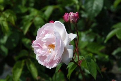 Blush Noisette Racines nues