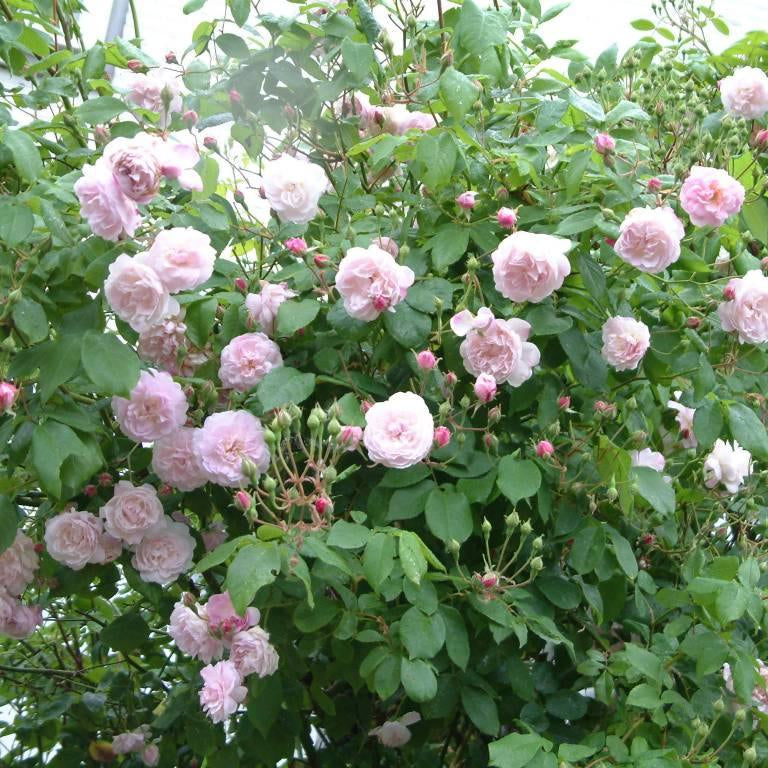 Blush Noisette