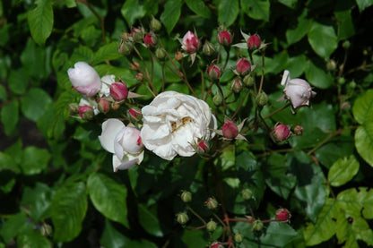 Blush Noisette (carrot)