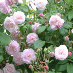 Blush Noisette