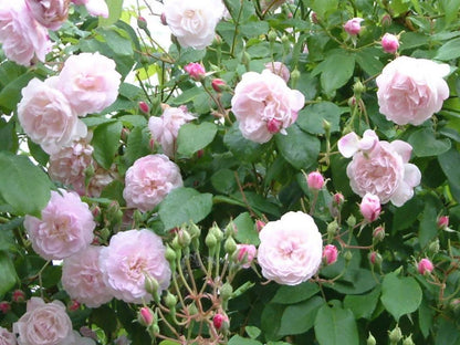 Blush Noisette Racines nues