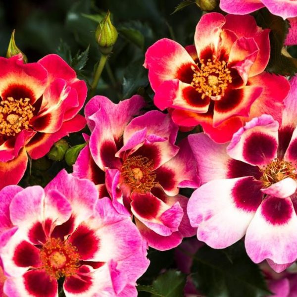 Blushing Babylon Eyes