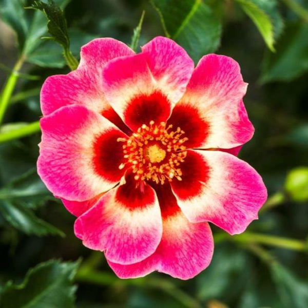 Blushing Babylon Eyes