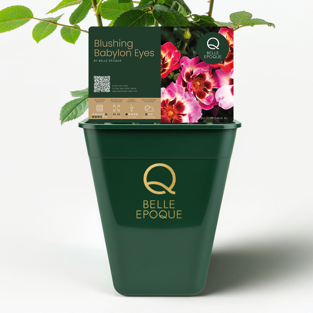 Blushing Babylon Eyes