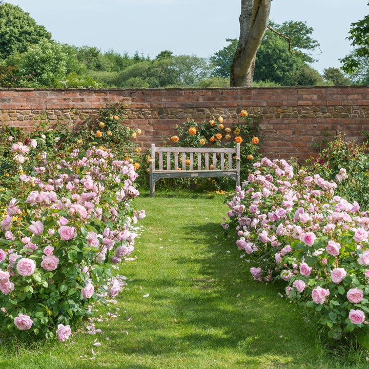 Olivia Rose Austin (Ausmixture)