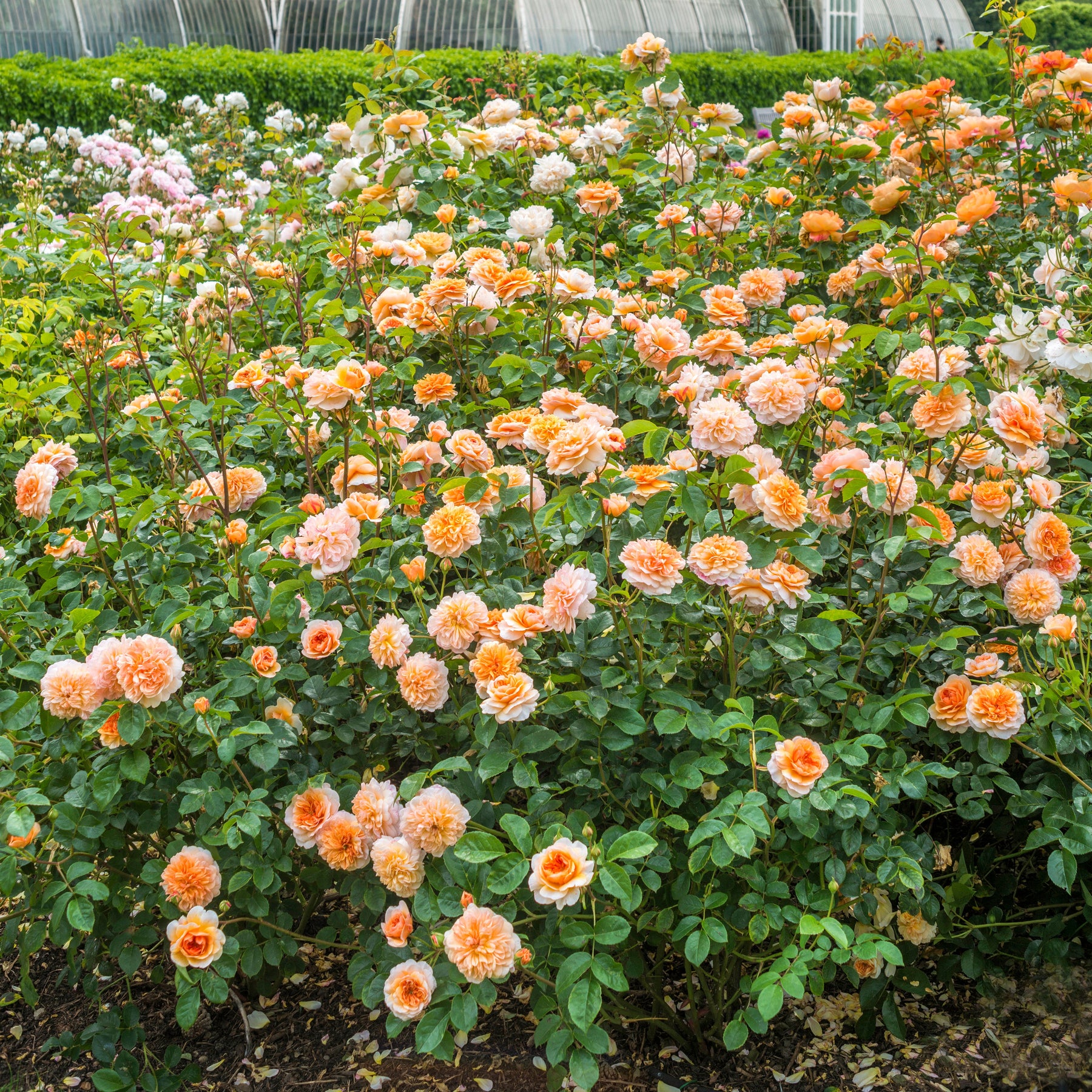 Port Sunlight Standard Rose | Belle Époque | Warm Apricot Color – Belle ...