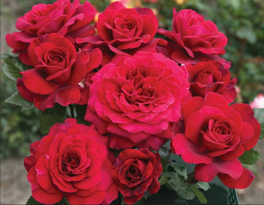 Border package Belle Epoque Rouge (10 roses)