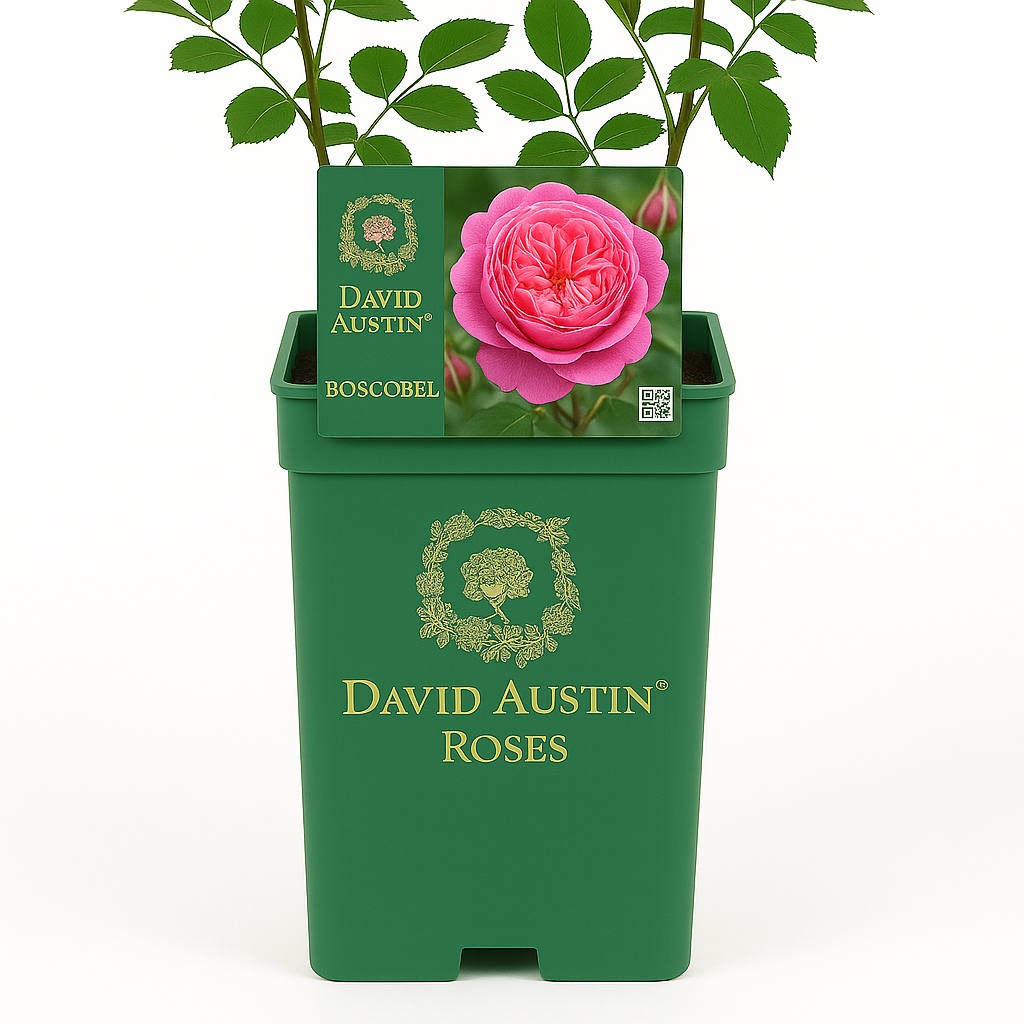 Boscobel (Auscousin)