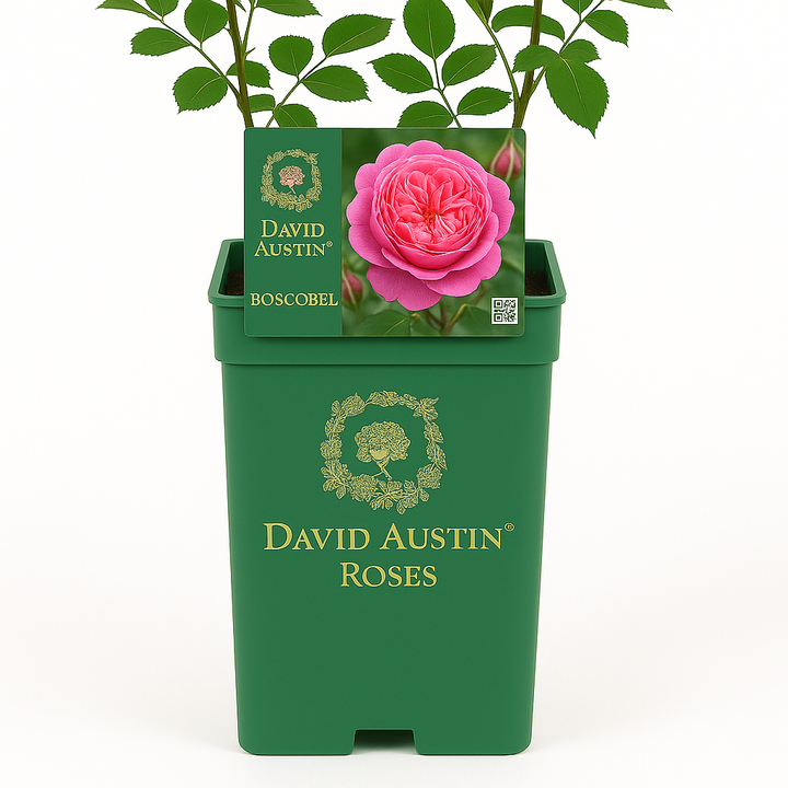 Boscobel (Auscousin)