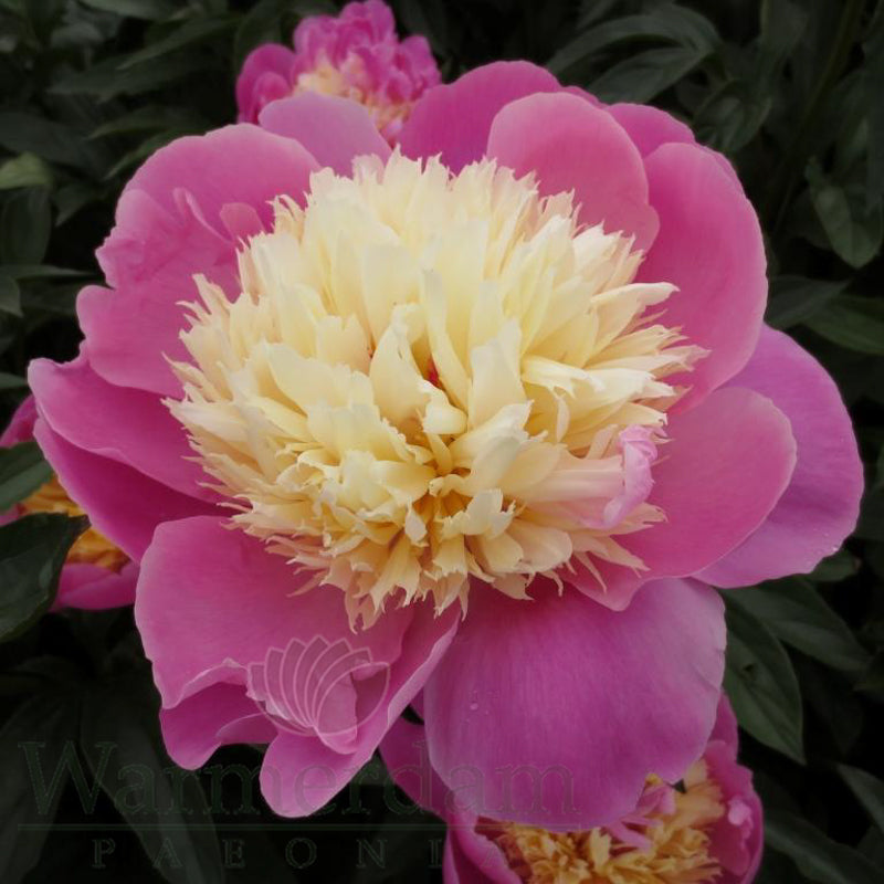 Paeonia 'Bowl of Beauty'