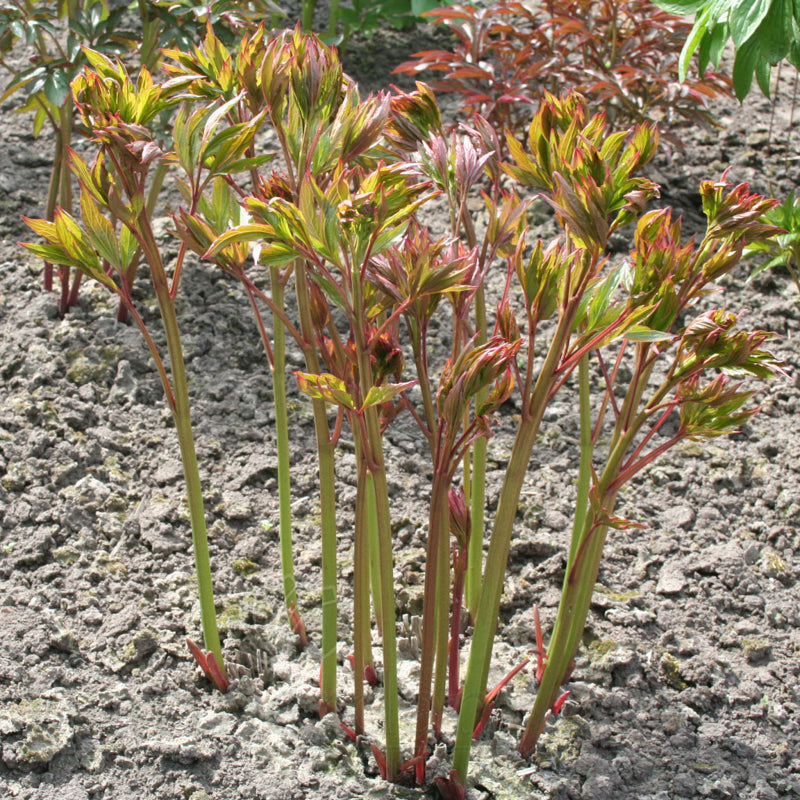 Paeonia 'Bowl of Beauty'