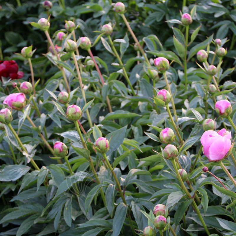 Paeonia 'Bowl of Beauty'