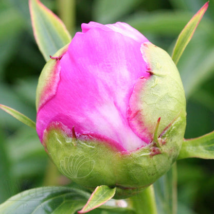 Paeonia 'Bowl of Beauty'