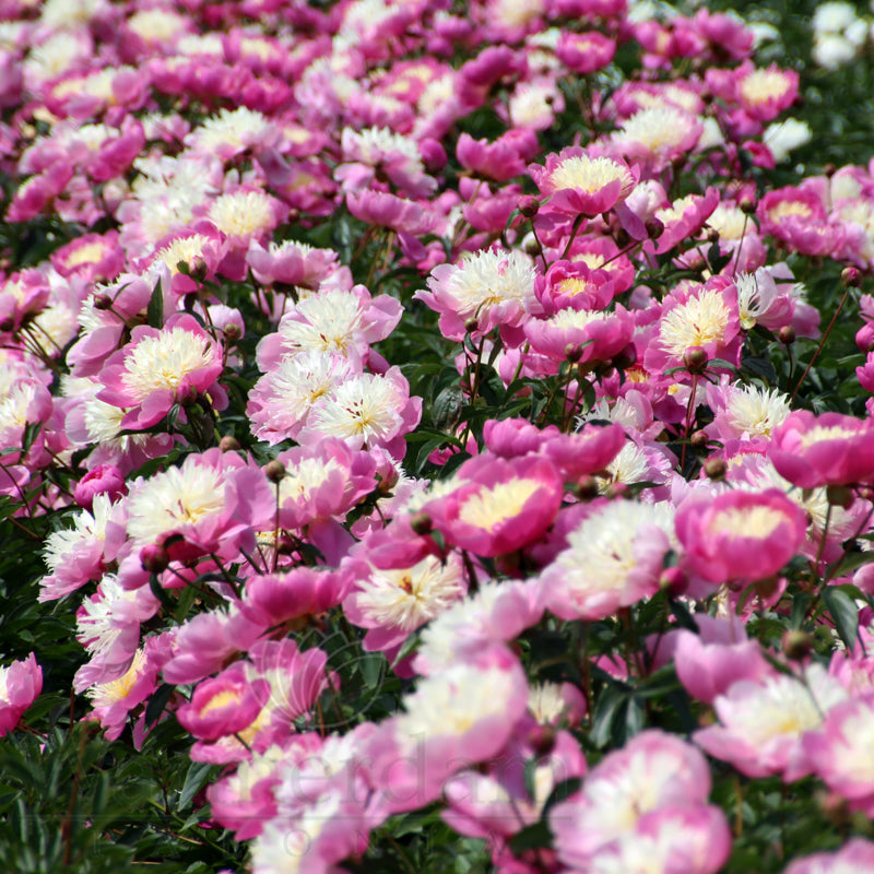 Paeonia 'Bowl of Beauty'