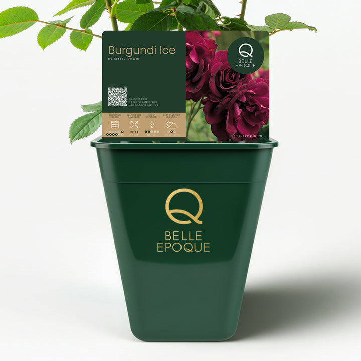 Burgundy Ice (on rootstock)