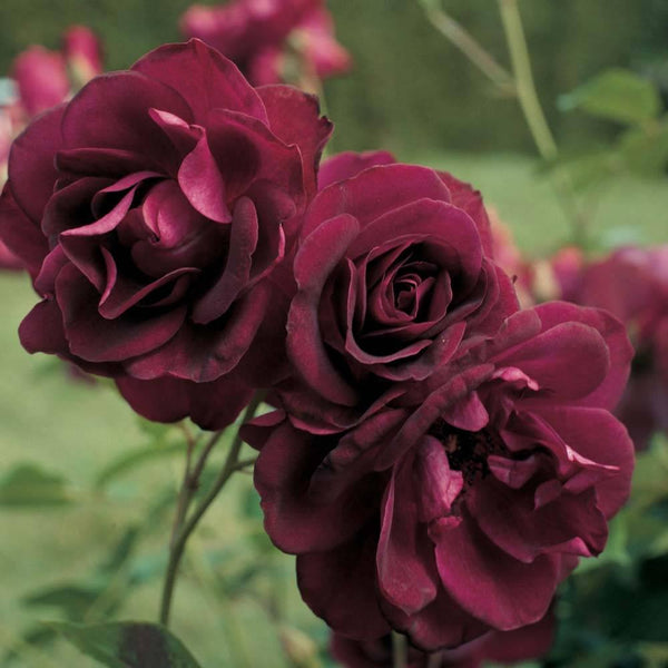 Burgundy Ice (auf Stamm)