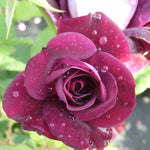 Burgundy Ice (auf Stamm)