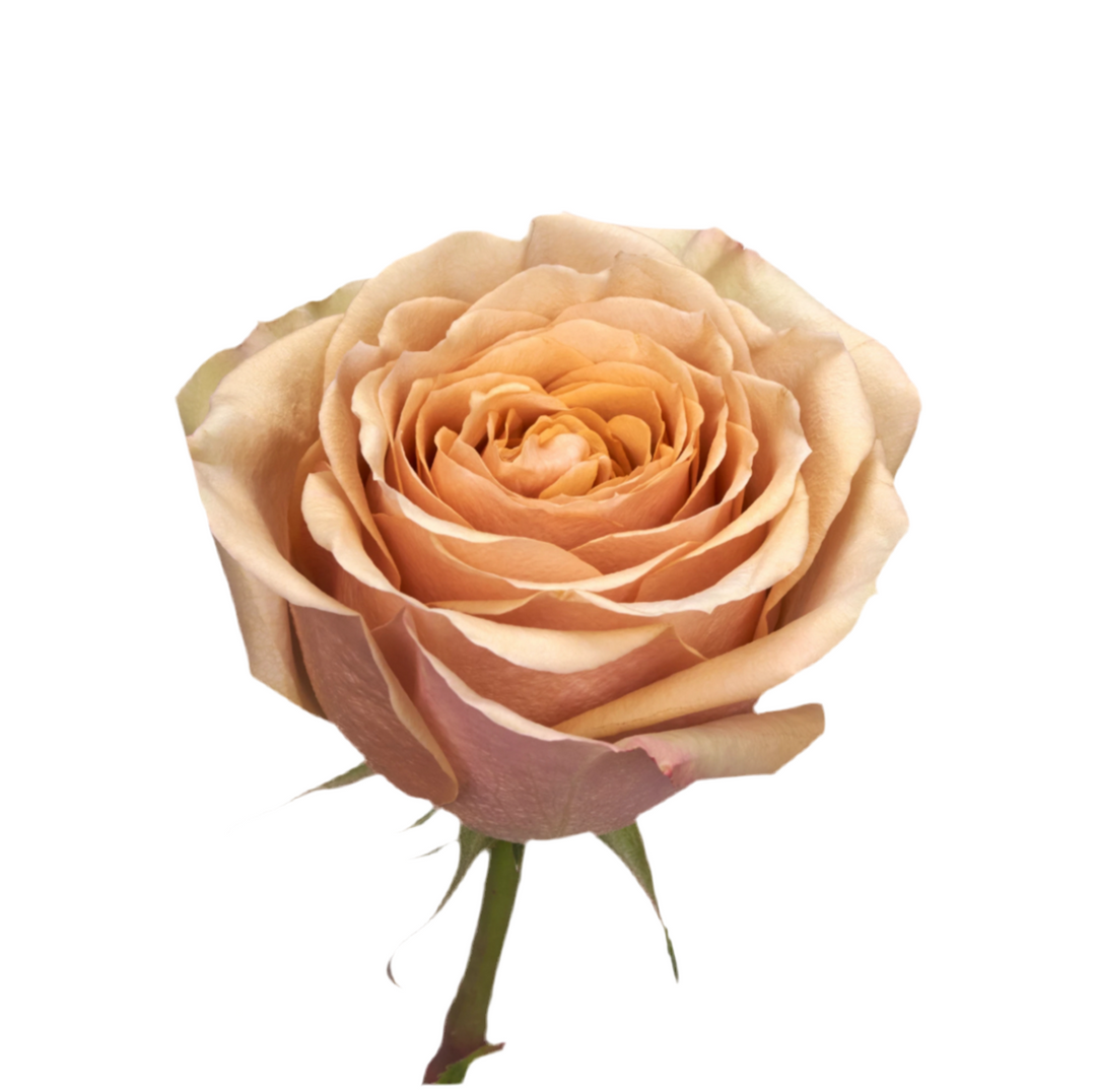 Golden Mustard (12stuks)