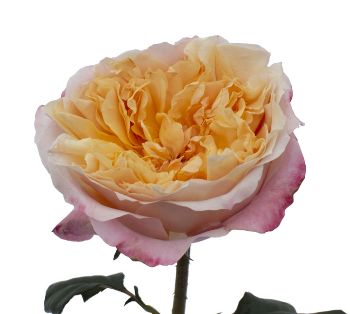 David Austin Edith (12stuks)