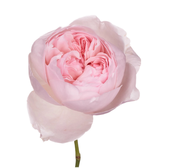 Peony Pink (12stuks)