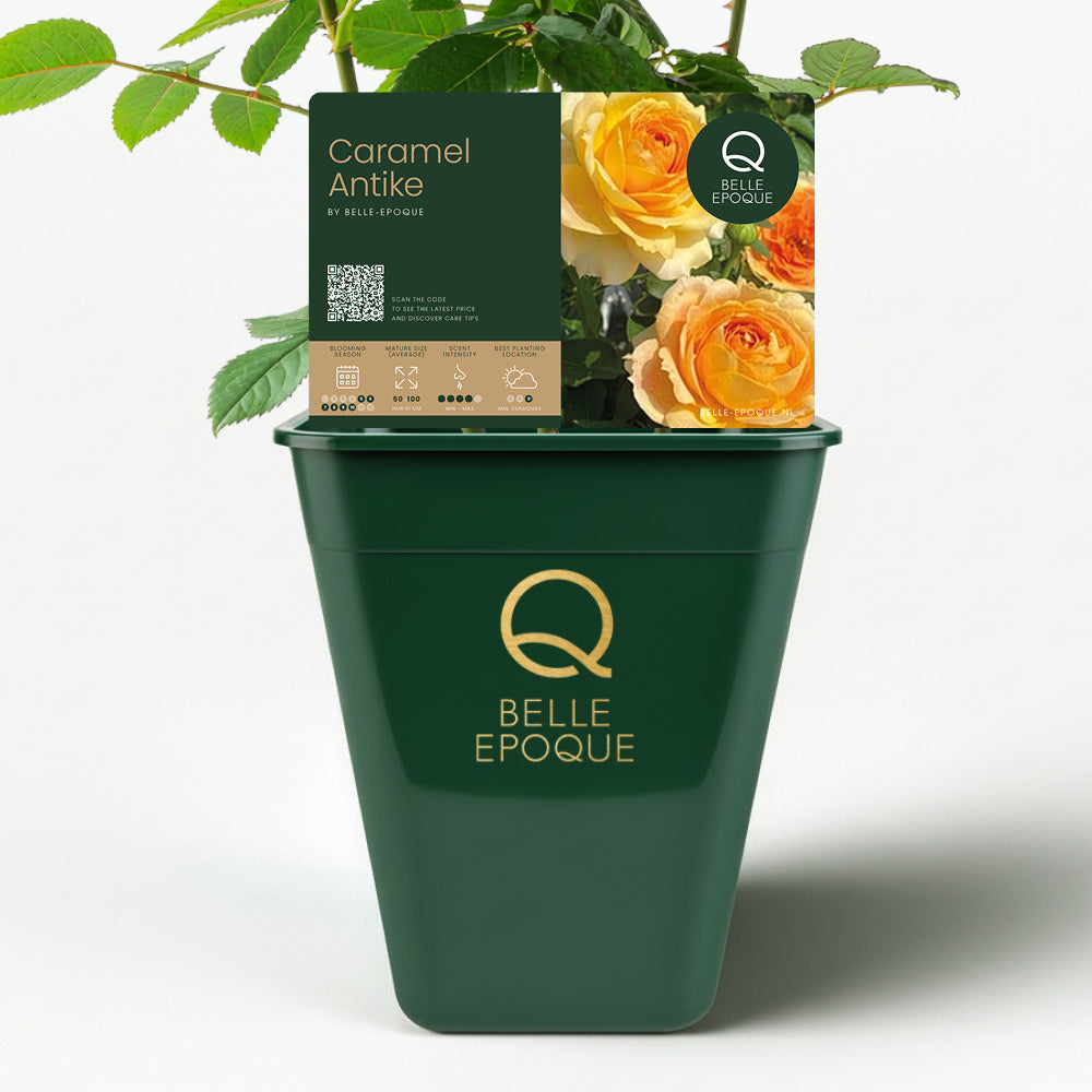 Caramel Antique (NEW 2026)