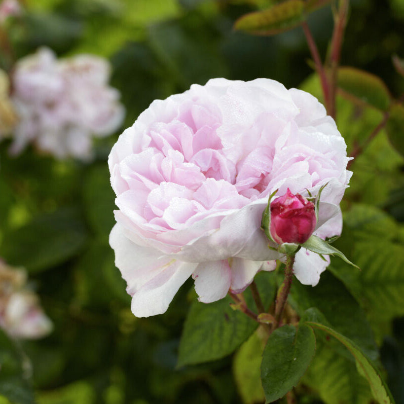Cented Roses Buy fragrant roses | Roses with the most beautiful scent | Belle Epoque