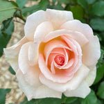 Chandos Schönheit