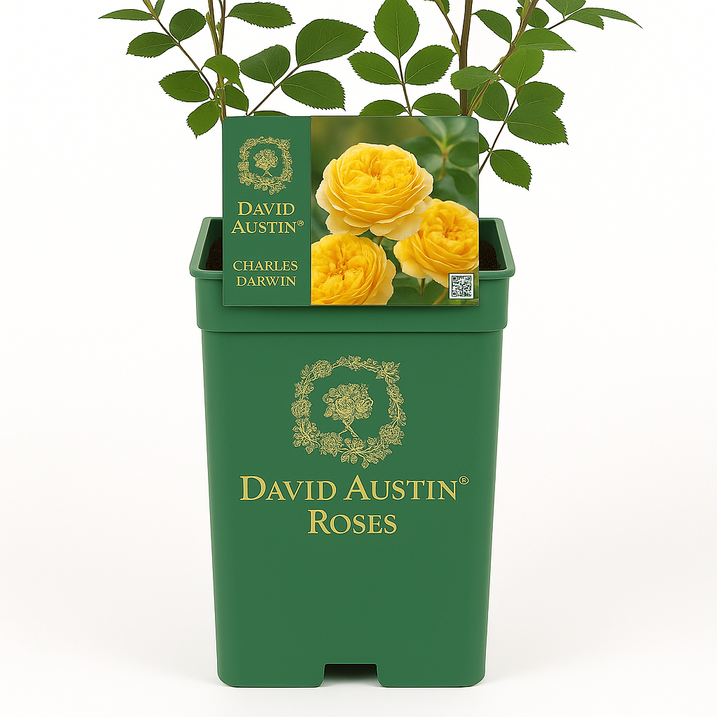 Charles Darwin (Auspeet)