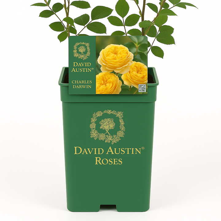 Charles Darwin (Auspeet)