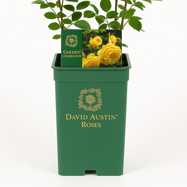 Golden Celebration (Ausgold)