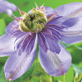 Clematis 'Blue Light' PBR