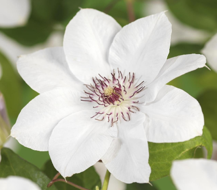 Clématite 'Miss Bateman'