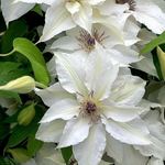 Clematis 'Sparkler'