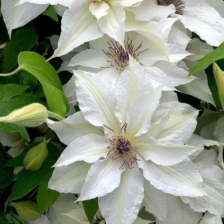 Clematis 'Sparkler'