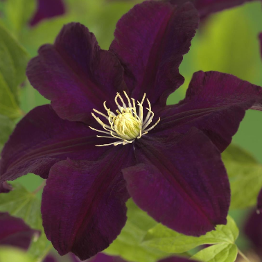 Clematis 'Warszawska Nike'