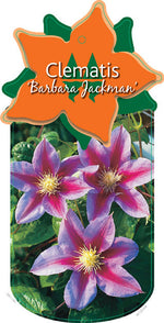 Clematis 'Barbara Jackman'