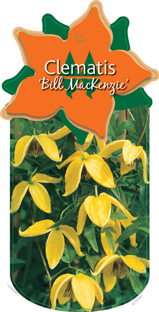 Clematis 'Bill MacKenzie'