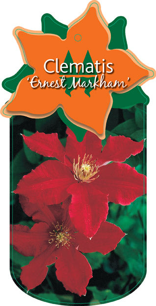 Clematis 'Ernest Markham'