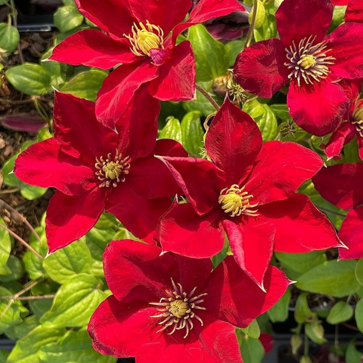 Clematis 'Ernest Markham'